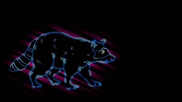 Funny Animals Raccoon Neon Light Design Advertising Banners Sites Glowing — Stock Video