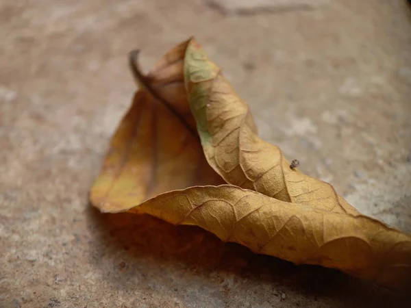 A sheet of dry leaf is on the ground. Close-up of a dry leaf