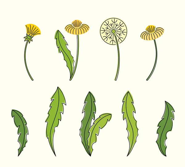 Line art watercolor set of dandelion leaves, white and yellow flowers — Stock Vector