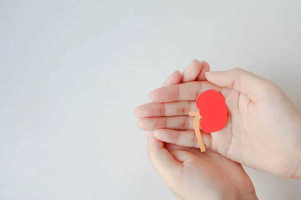 hand holding lung shape made from paper on blue background with copy space, world kidney day, transplant concept.