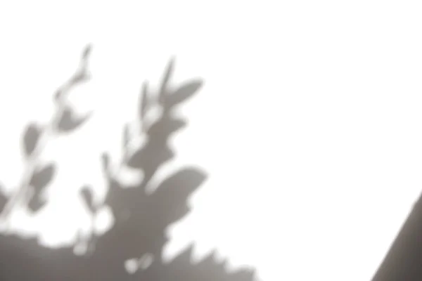 Розмиті Листя Природної Тіні Накладені Білому Тлі Текстури Природні Світлові — стокове фото