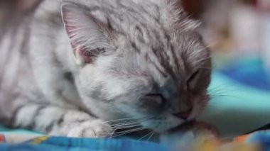 İngiliz İskoç kedisi dilini yıkıyor. Pençesini yalıyor..