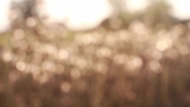 Grass flowers with sunset Against blurred tree.