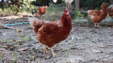 Hens on a traditional free range poultry organic farm. organic farm.