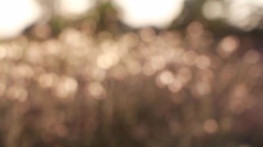 Grass flowers with sunset Against blurred tree.