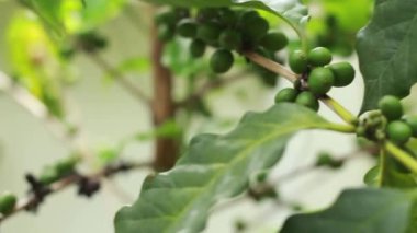 Swaying fresh raw arabica coffee tree in farm, coffee tree with fresh raw grain concept.