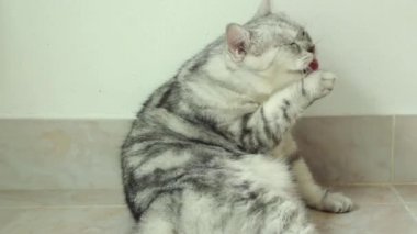 cat licking paw after eating food.