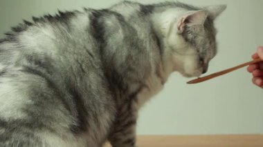 Close up female hand feed cat, Cat licking snack on spoon.