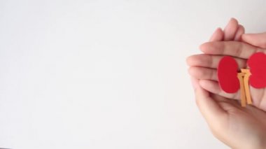 hand holding lung shape made from paper on white background with copy space, world kidney day, transplant concept.