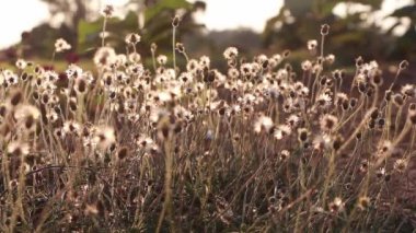 Flower of Coat buttons,Wild grass flowers against sunlight in field beside the way.Blur nature background. Little warm tone. vintage
