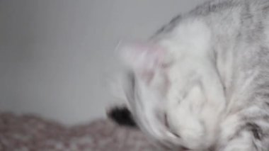 The gray cat is licking legs, cleaning the body itself