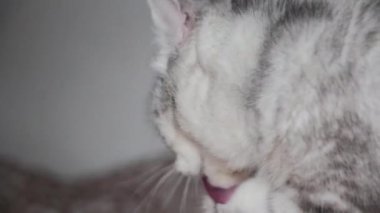 The gray cat is licking legs, cleaning the body itself