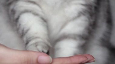 Gray cat gives a paw. Paw Cat in woman hand.