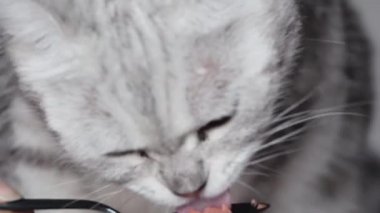 Close up woman hand feeding a cat, Cat licking snack on spoon.