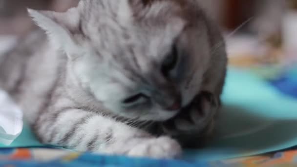 Brittisk Skotsk Katt Tvättar Sin Tunga Slickar Hans Tass — Stockvideo
