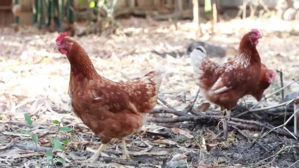 Hens Traditional Free Range Poultry Organic Farm Organic Farm — Stock video