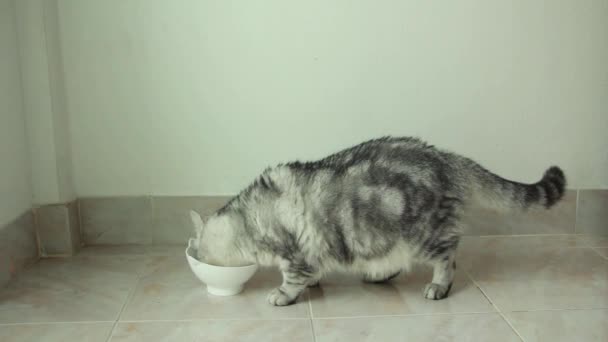 Cat Eating Dry Cat Food White Bowl Gray Cat Five — Stockvideo