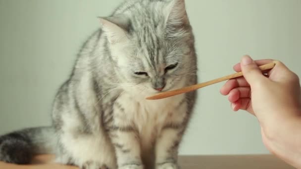 Close Female Hand Feed Cat Cat Licking Snack Spoon — Videoclip de stoc