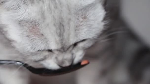 Close Woman Hand Feeding Cat Cat Licking Snack Spoon — 비디오