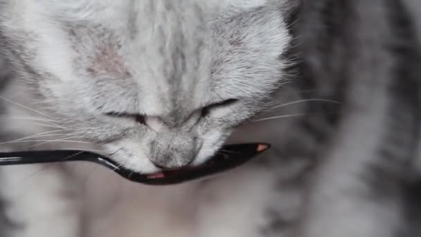 Close Woman Hand Feeding Cat Cat Licking Snack Spoon — Stock videók