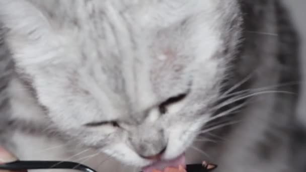 Close Woman Hand Feeding Cat Cat Licking Snack Spoon — 비디오