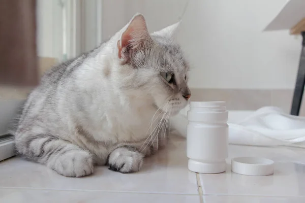 cat with pills and white pill bottle.