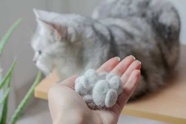 Woman holding a pile of cat hair in front of a cat.