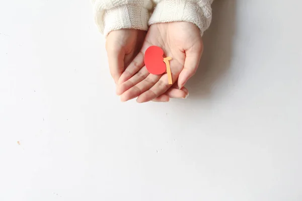 hand holding lung shape made from paper on white background with copy space, world kidney day, transplant concept.