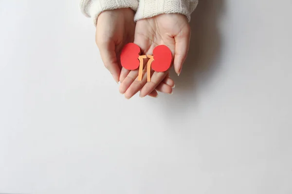 hand holding lung shape made from paper on white background with copy space, world kidney day, transplant concept. top view