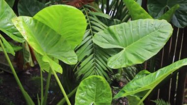 Fil Kulağı yağmur ormanlarında ayrılıyor.