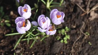 Bir grup çizgili beyaz-mor timsah ve bir arı. Büyük arı, Chrysanthus Iiridaceae familyasından polen toplar. Timsahların bahar çiçekleri böcekleri çeker bal