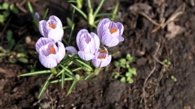 Bir grup çizgili beyaz-mor timsah ve bir arı. Büyük arı, Chrysanthus Iiridaceae familyasından polen toplar. Timsahların bahar çiçekleri böcekleri çeker bal