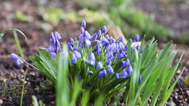 摘要背景模糊 露珠中的蓝花脚手架 Scilla Monanthos或Scylla Caucasica 滴下雨滴 美丽的Bokeh 反射成滴 春天的概念 — 图库视频影像