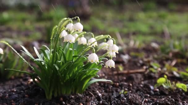 Bush White Flowers Leucojumsways Wind White Bells Sway Breeze Rain — Stock Video
