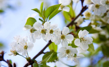Yumuşak odaklı kiraz çiçekli makro dalları fotokopi uzayı ile güneş ışığıyla aydınlık mavi gökyüzü arka planına odaklanıyor. Bahar doğasının güzel çiçek desenli manzarası.