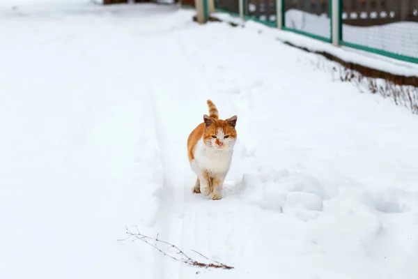 Erster Schnee Eine Ingwerkatze Läuft Schnee Schneegestöber Eine Hungrige Katze — Stockfoto
