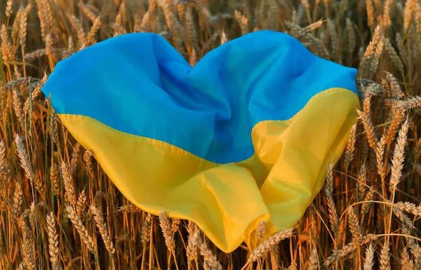 Die Flagge Der Ukraine Ist Blau Gelb Und Liegt Auf — Stockfoto