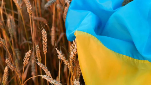 Флаг Украины Сине Желтый Лежащий Спелой Пшенице Желтое Пшеничное Поле Стоковая Картинка
