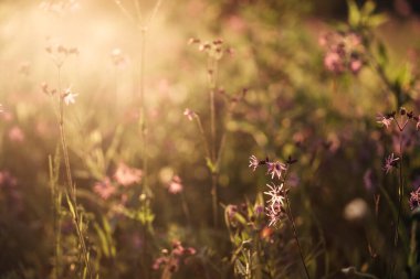 Gün batımında arka planda bulanık bir çiçek tarlası resmi. Yüksek kalite fotoğraf