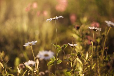 Gün batımında bulanık arkaplanı olan bir çiçek tarlası görüntüsü