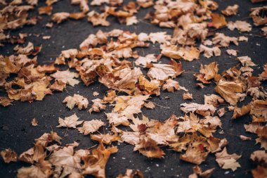 Halı gibi gri asfalt arka planda bir sürü renkli sonbahar yaprakları var. Üst Manzara. Boşluğu kopyala.