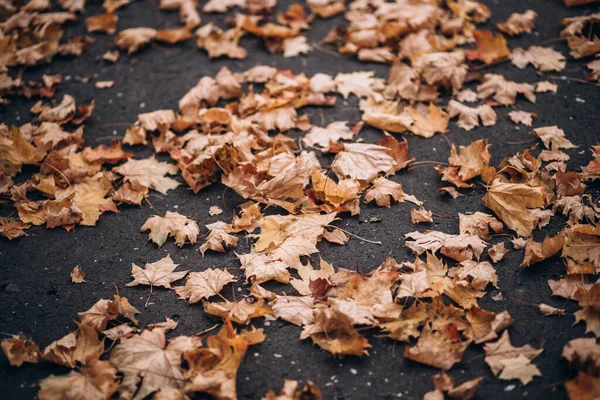 Halı gibi gri asfalt arka planda bir sürü renkli sonbahar yaprakları var. Üst Manzara. Boşluğu kopyala.