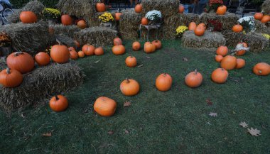 Yeşil bir çayırda balkabaklarına, kasımpatılara ve saman balyalarına maruz kalmak