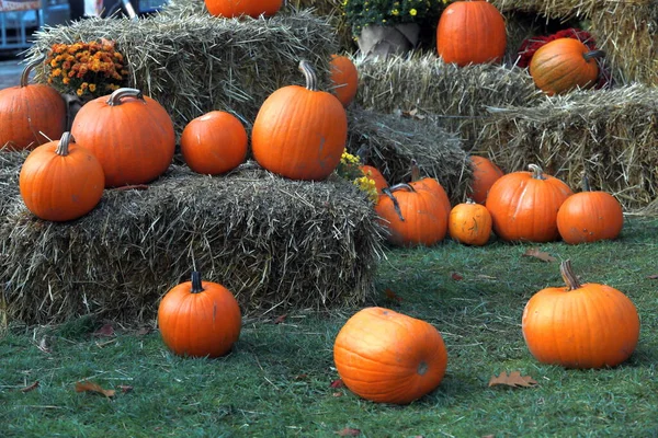 Exposition Des Citrouilles Chrysanthèmes Balles Foin Sur Une Prairie Verte — Photo