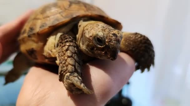 Close View Turtle Woman Hand Turtle Moving Slowly — Stock Video