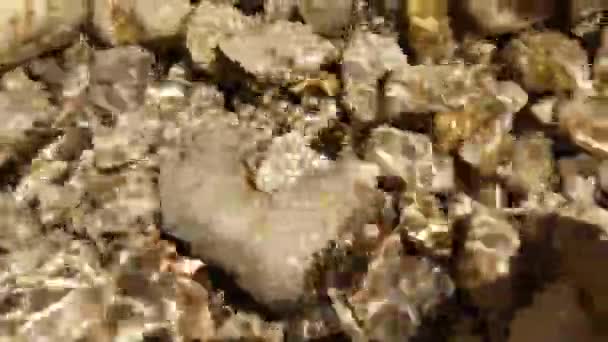 Eine Meeresschnecke Die Sich Unter Meerwasser Auf Einem Stein Bewegt — Stockvideo