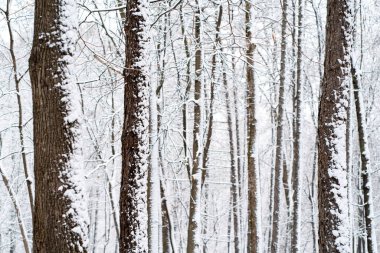 Taze karla kaplı ağaç gövdeleri yakın planda. Kar sonrası kış ormanı. Seçici odaklanma. Mevsimlik arkaplan