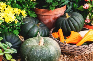 Sepette çeşitli yeşil ve turuncu kabaklar, arka planda çiçekler ve saksı. Sonbahar hasat festivali. Güzel bir düşüş, natürmort. Seçici odak