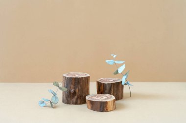 Kabataslak dokusu ve bej arka planda kuru okaliptüs dalları olan üç boş tahta podyum. Silindir şekilli görüntüler. Doğal ekolojik ürün için nötr renklerde bir model. Minimum wabi sabi kavramı