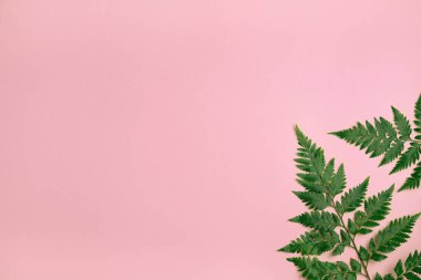Açık pembe arka planda taze yeşil eğrelti otu dalları. Doğal eğreltiotu yaprakları. Bahar satışı modeli. Minimum yaz konsepti. Düz konum, boşluk kopyala, üst görünüm